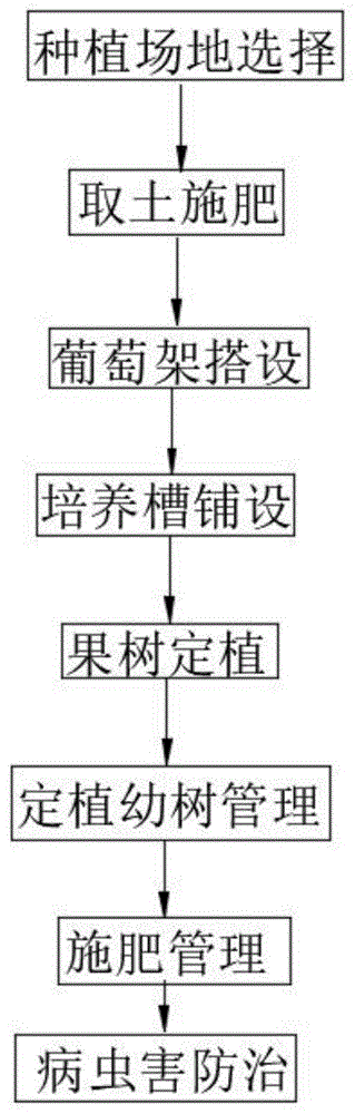 奶块葡萄种植技巧，详解种植架上的栽培方法